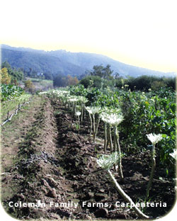 Small Scale Food Production